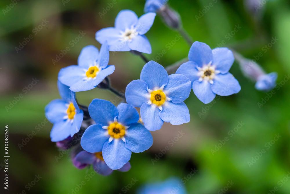 Fototapeta premium Myosotis scorpioides which is also called Forget Me Not