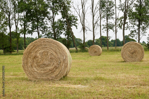 Haymaking. View of the bales of freshly cut hay.