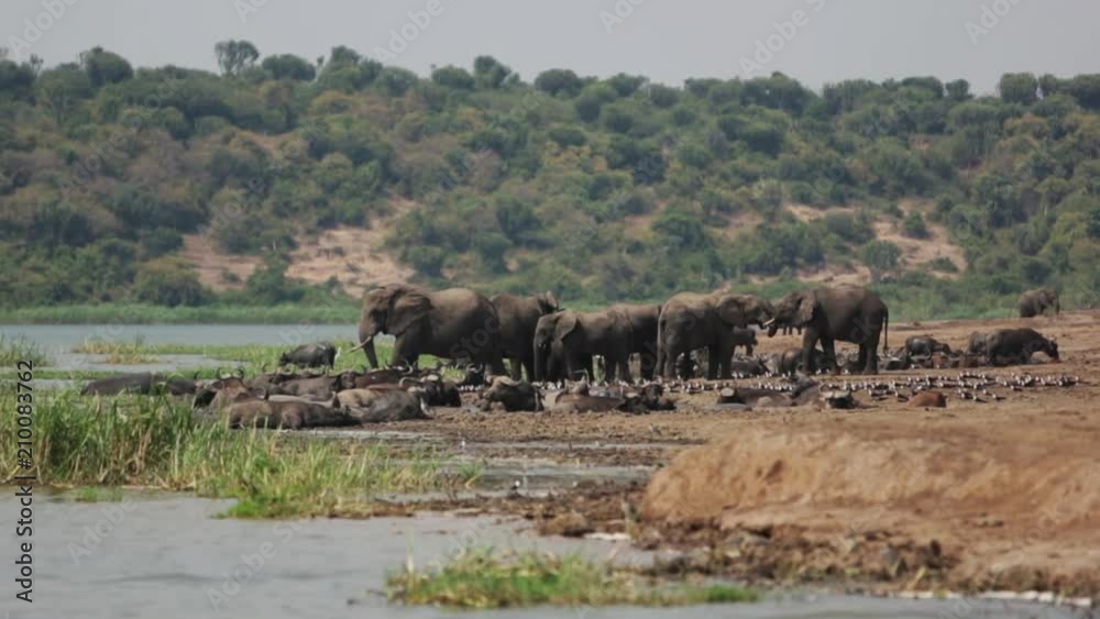 Elephants and other animals coexist along a safari riverbank Elephants and other animals coexist along a safari riverbank