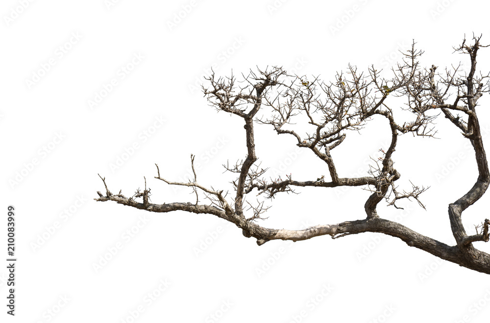 dead tree isolated on white background.