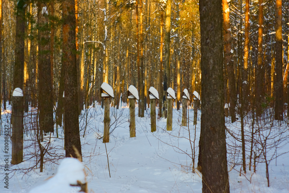 Fototapeta premium A row of pillars in the winter forest.