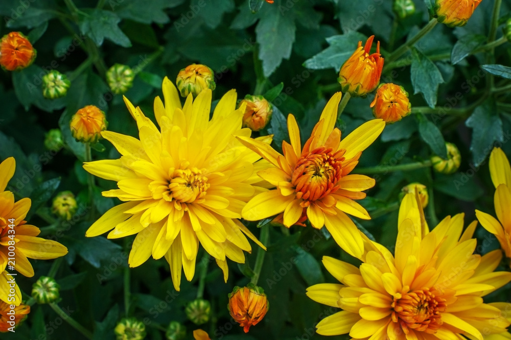 Yellow chrysanthemums on the Bush. Yellow chrysanthemums on the Bush.