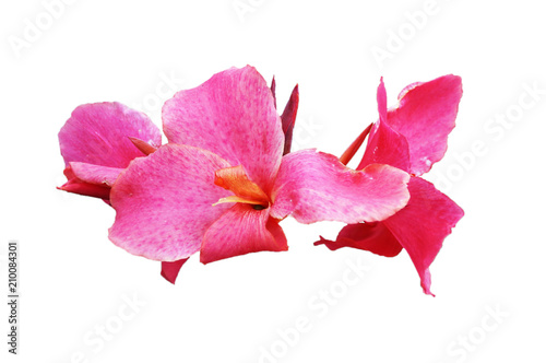 Iris flowers with petals of bright pink color, isolated image on a white background.