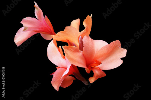 Flowers of pink iris in the period of active flowering, isolated image on a black background.