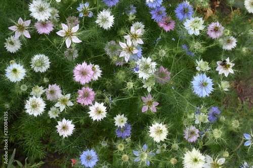 Nigella damascena in bloom