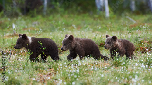 Obraz na płótnie Three bears 8Ursus arctos) cubs walking w salonie