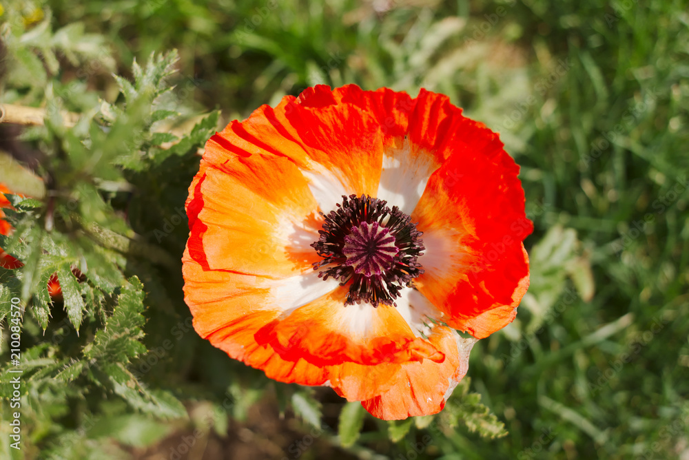 Red poppy close-up. Red poppy close-up.