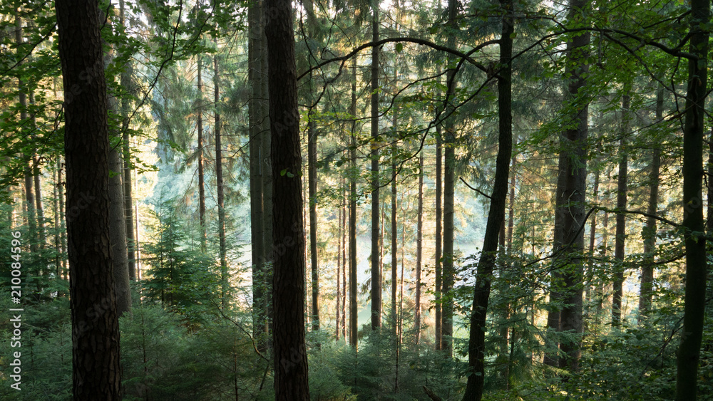 Obraz premium Photographed in a forest. Several trees