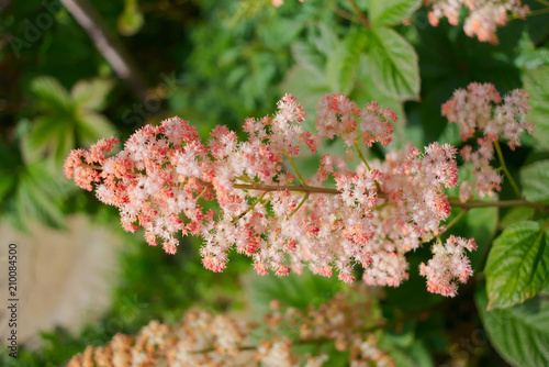 Luxurious inflorescence of Rogersia. photo