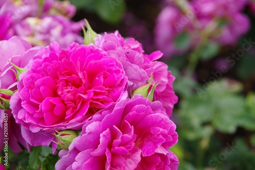 Fototapeta Naklejka Na Ścianę i Meble -  pink roses in the garden