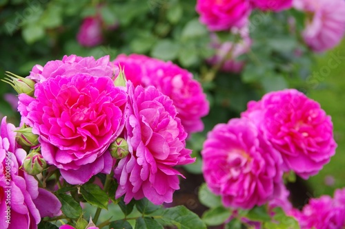 pink roses in the garden © yare yare