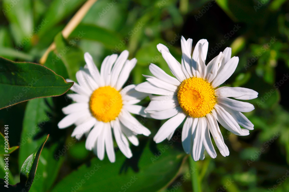 White chamomile close-up. White chamomile close-up.