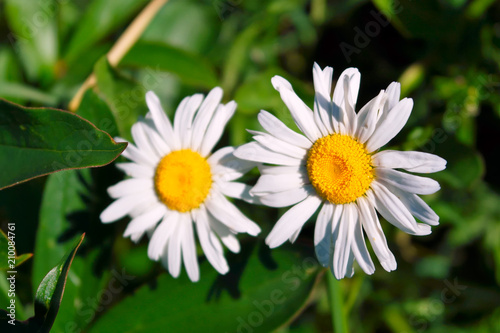 White chamomile close-up.