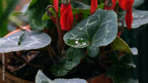 Red ornamental cyclamen flowering potted plant in natural garden setting, handheld panning closeup.