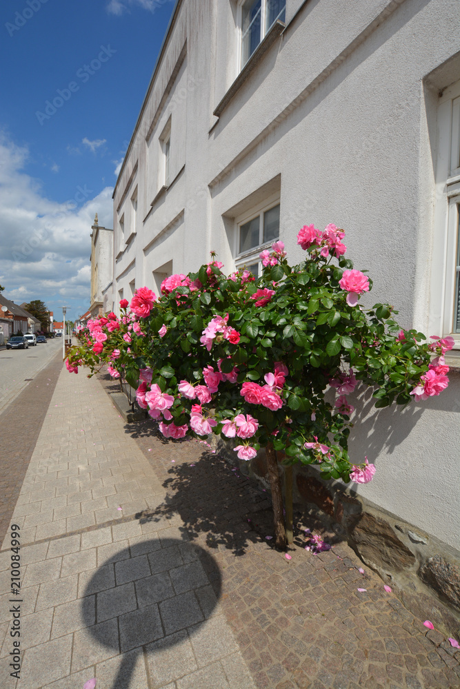 rosa Rosen an der Hausmauer in der Rosenstadt Putbus auf Rügen