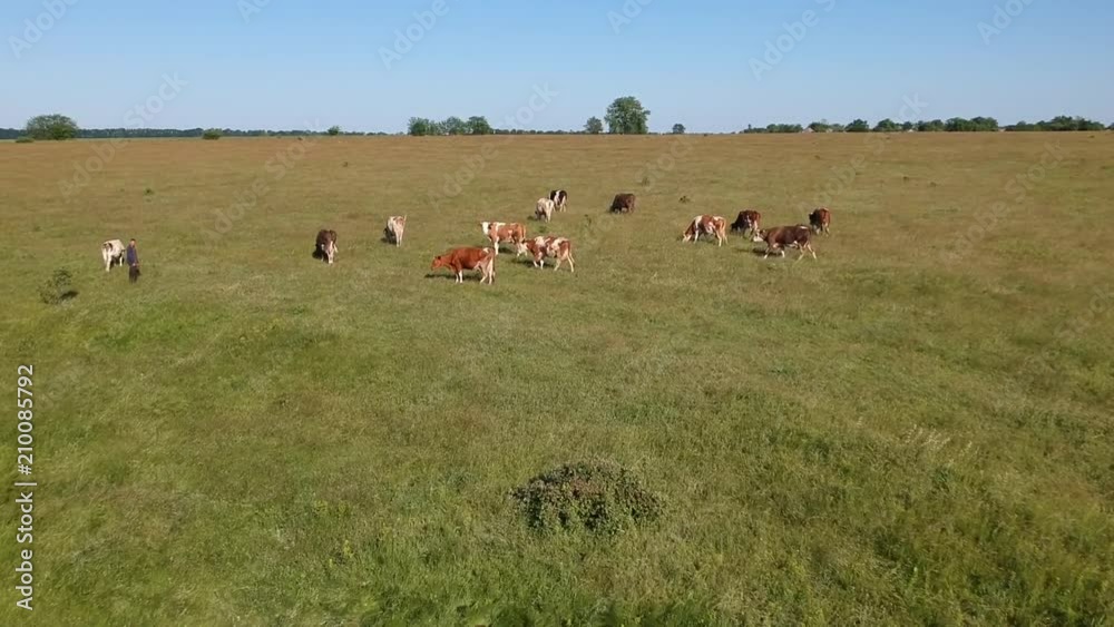 Aerial view on the field with cows near stream in summer sunlight Aerial view on the field with cows near stream in summer sunlight