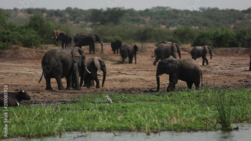 A large herd of elephants try to keep cool in the Safari