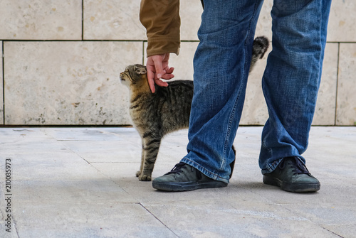 Tabby cat stretching up with arched back as it is petted by person in blue jeans and jacket - only legs and feet of person visable photo