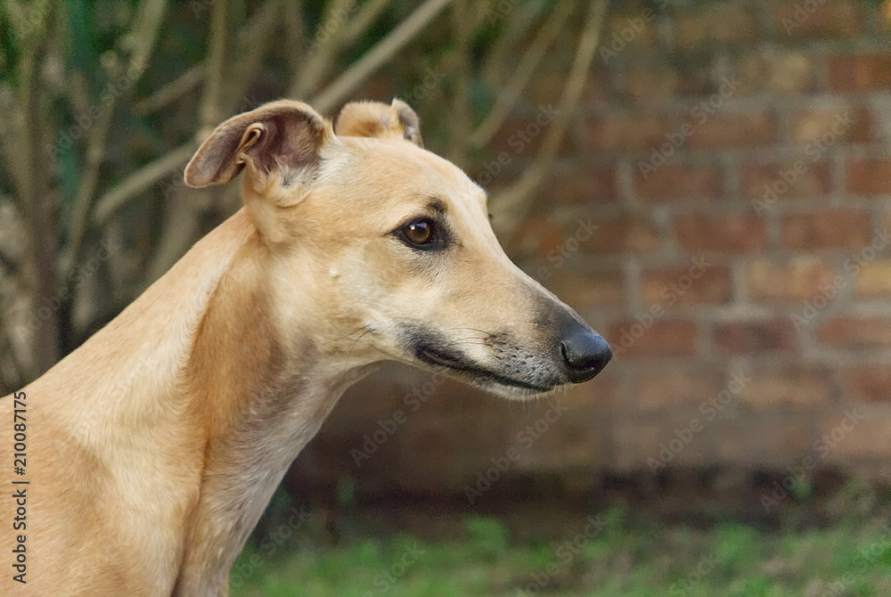 Portrait of a young greyhound outdoor in the garden 