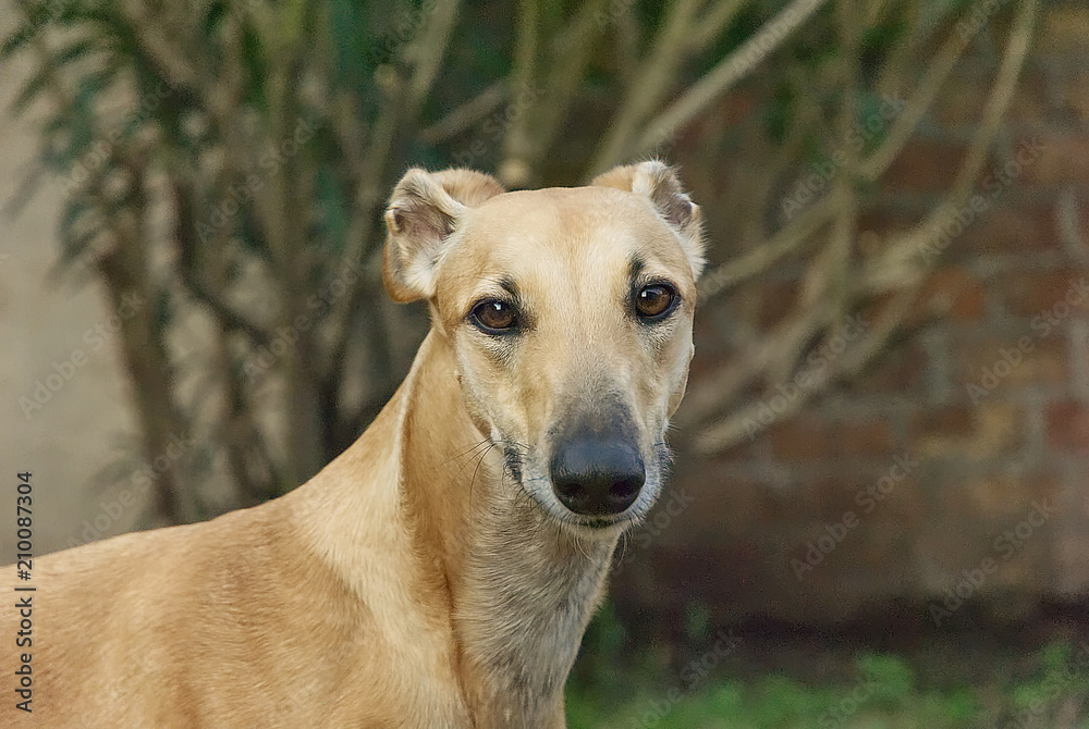 Portrait of a young greyhound outdoor in the garden 