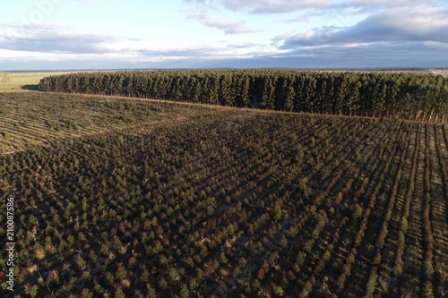 Afforestation of Eucalyptus