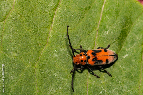 Red Milkweed Beetle (Tetraopes tetrophthalmus) © ondreicka