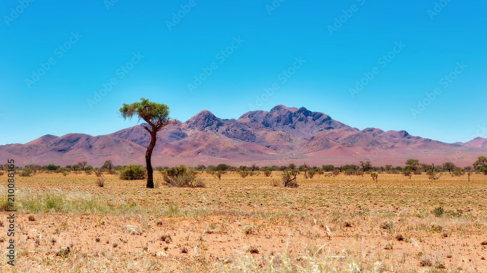 Lonely Tree in the Namib Desert taken in January 2018