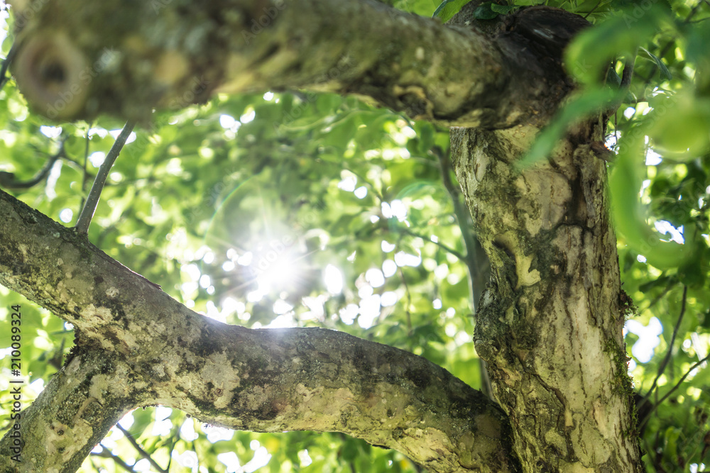 Sonnenschein durch einen Apfelbaum Sonnenschein durch einen Apfelbaum