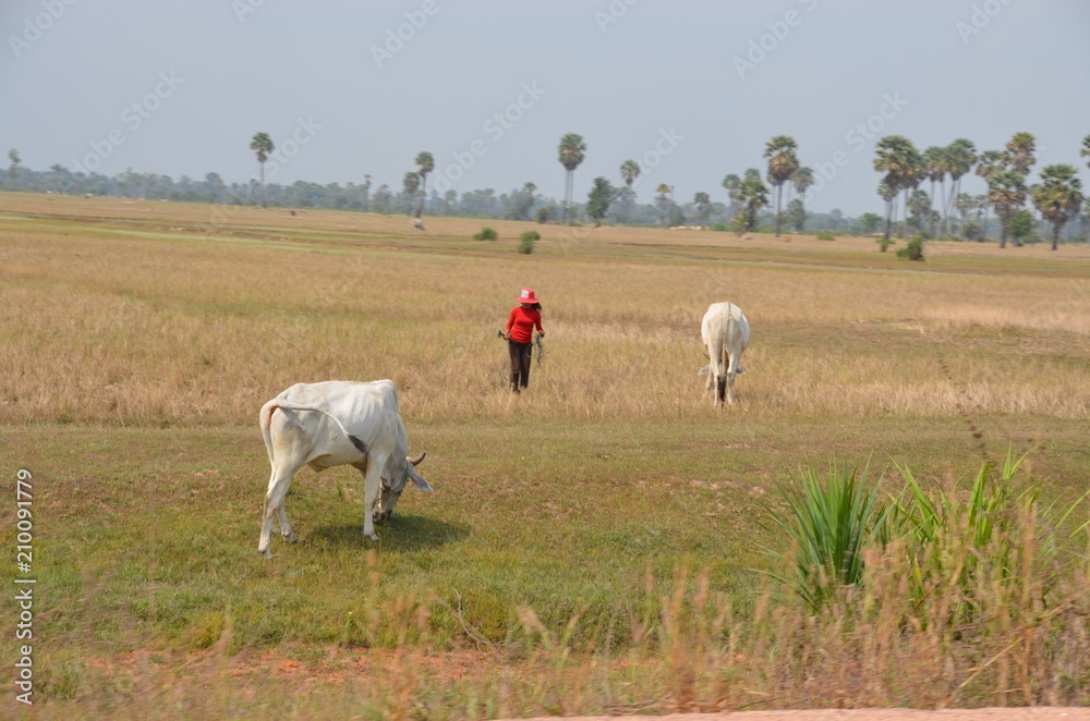 Fototapeta premium cambodia nature