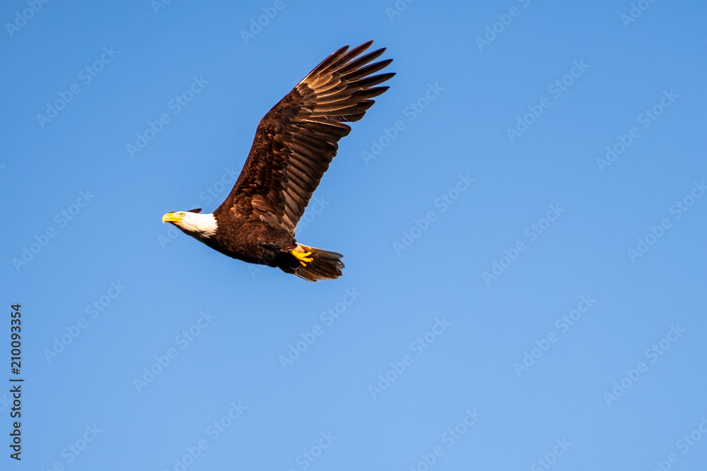 Male bald eagle in flight against a bright blue sky Male bald eagle in flight against a bright blue sky