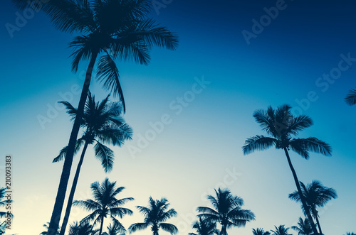 shadow of coconut tree on beach © slonme