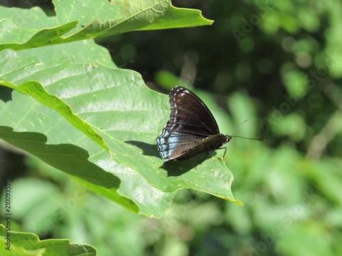 Red-spotted purple admiral butterfly (Limenitis arthemis) on a leaf in the sunlight  photo