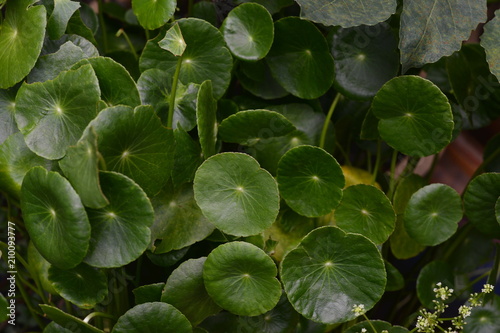 Herbal medicine leaves of Centella asiatica known as 
