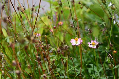 Pink Cosmos caudatus flower or known as ‘bunga ulam raja’ in Malay. Selective focus