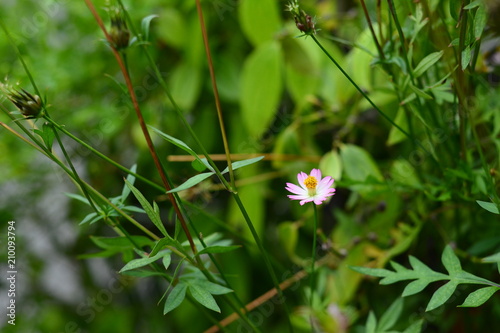 Pink Cosmos caudatus flower or known as ‘bunga ulam raja’ in Malay. Selective focus