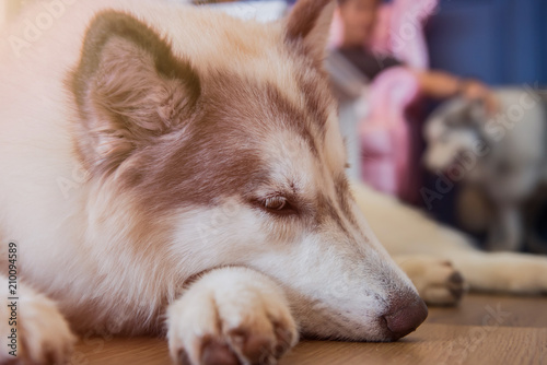 Photos Siberian Husky, sleepy dog and lovely pet
