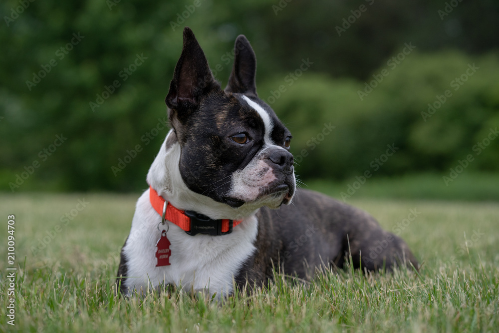 Boston Terrier Boston Terrier