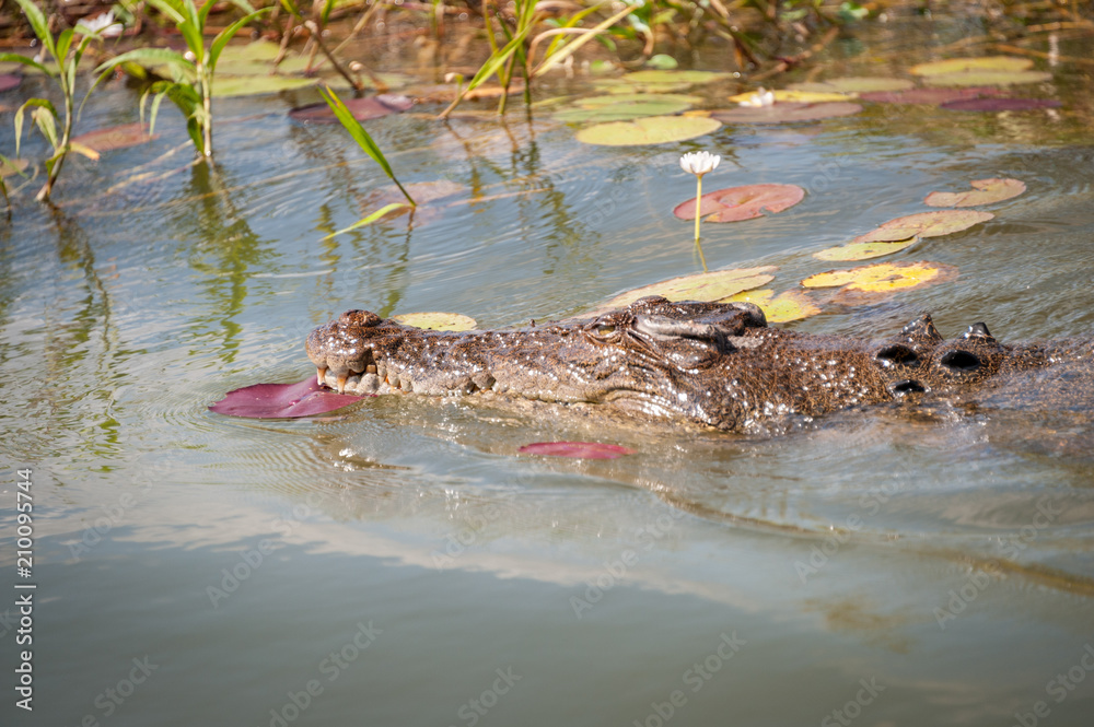 Croc swimming through grass