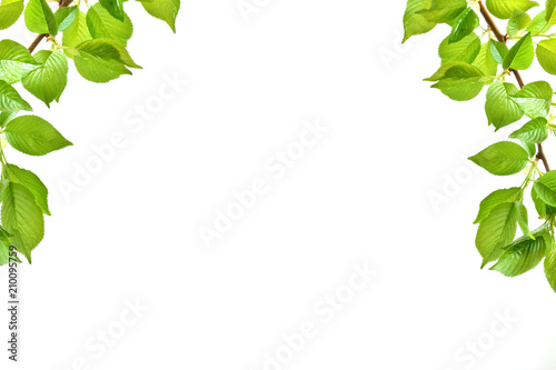 Green leaves on a white background    