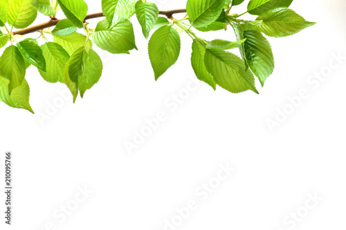 Green leaves on a white background

