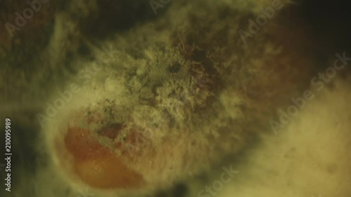 Video shooting of mold fungus on food photo