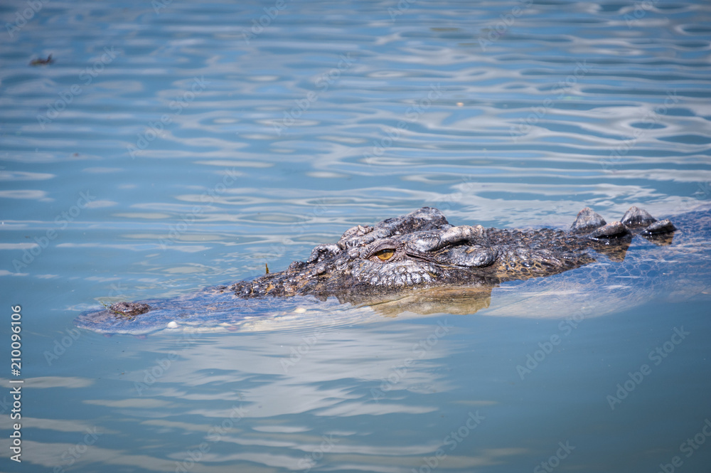 Fototapeta premium Cruising croc, Northern Territory 