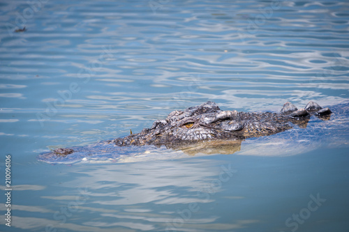 Cruising croc  Northern Territory 