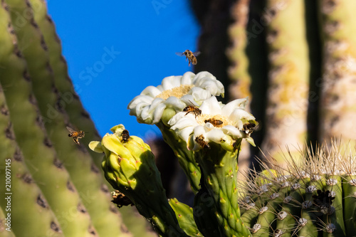 Bees swarming and gathering pollen from the large, bright white blossoms of the giant saguaro cactus (carnegiea gigantiea). In Arizona's Sonoran Desert.  photo