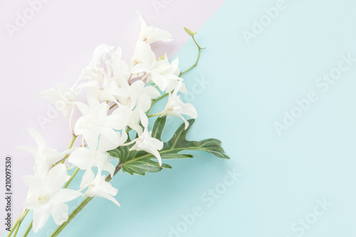 Fototapeta Naklejka Na Ścianę i Meble -  White orchid on pastel background,Soft and blurry focus photo.