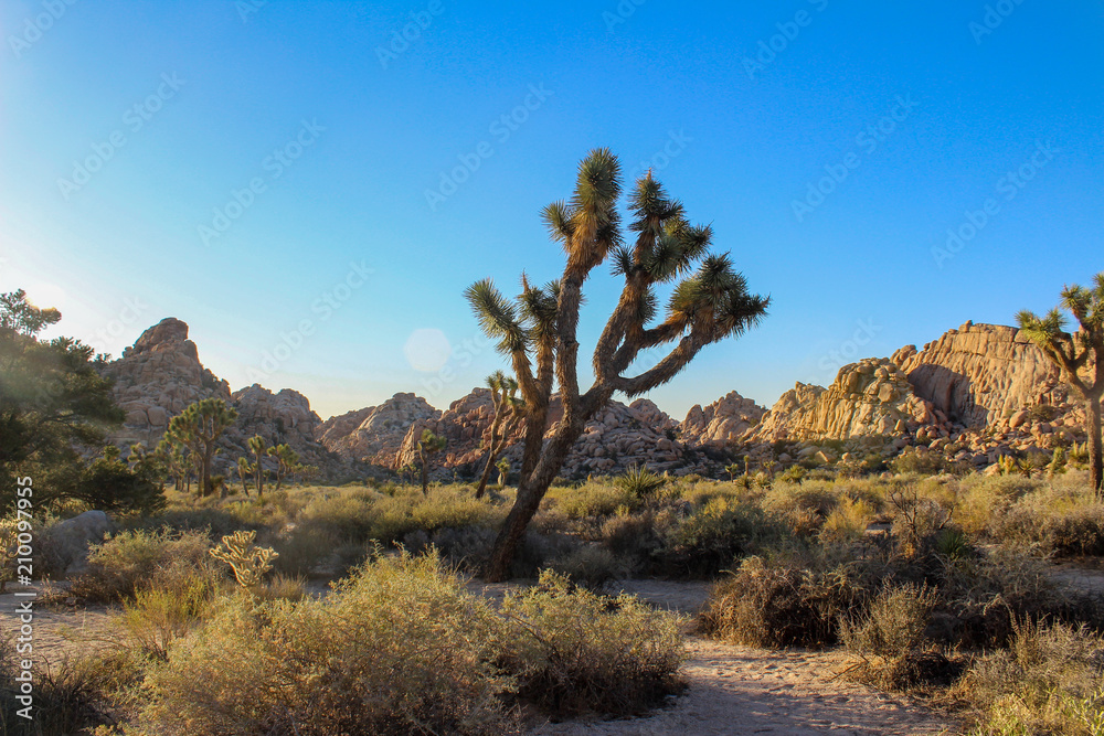 Joshua Tree National Park, California Joshua Tree National Park, California