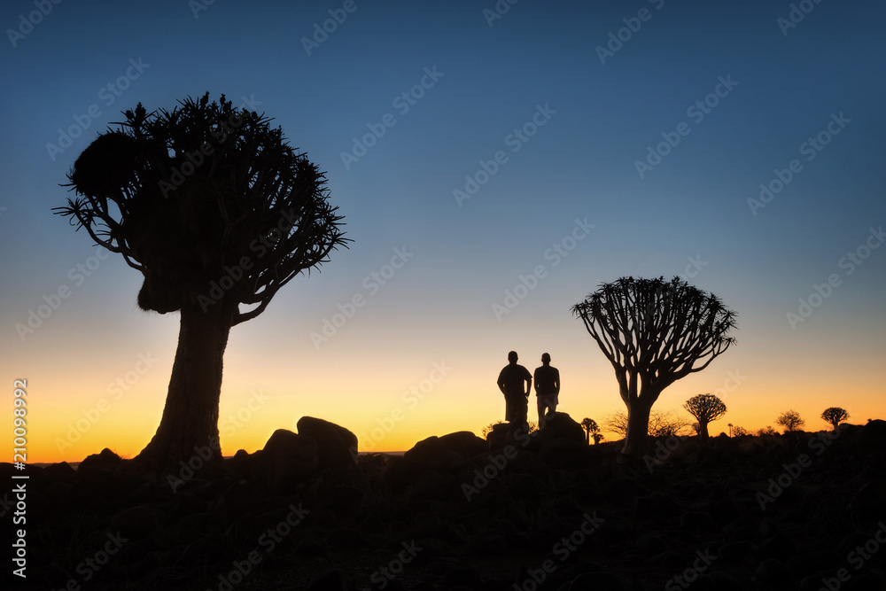 Quiver Tree Forest in Southern Namibia taken in January 2018