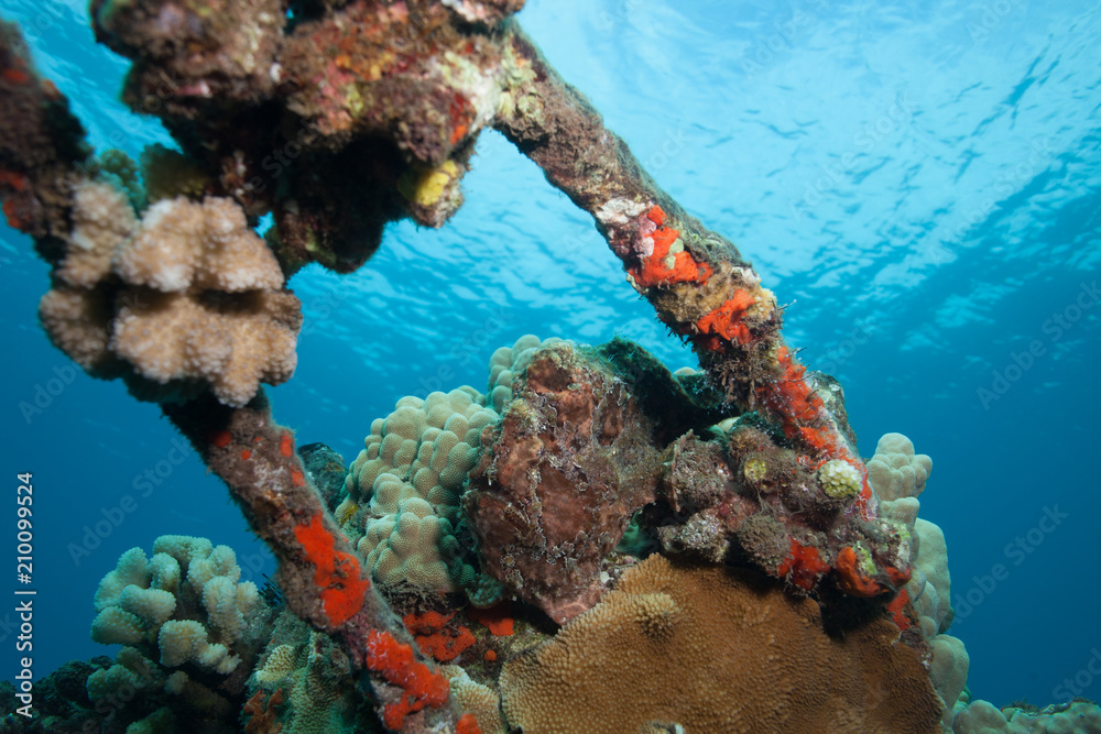 Fototapeta premium Can you find the camouflaged frogfish