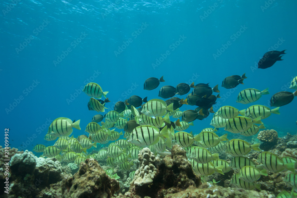 Fototapeta premium School of tropical fish underwater Hawaii