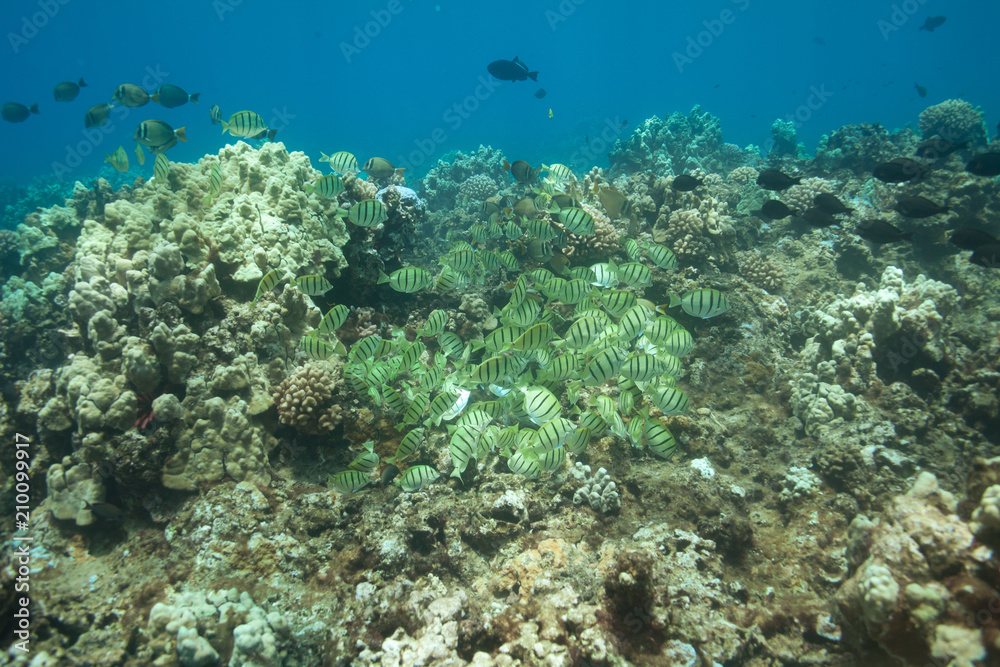 School of tropical fish underwater Hawaii